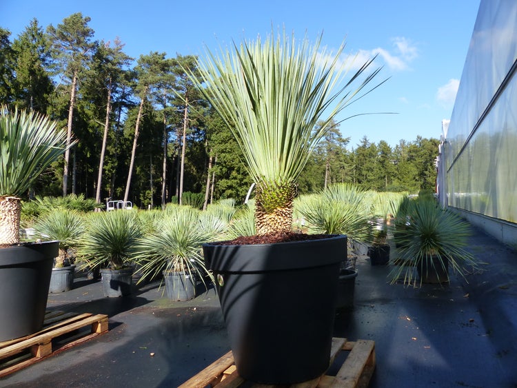 Yucca Rostrata 173 cm, Stamm 30 cm im Pflanzkübel Ø80 cm schwarz winterhart