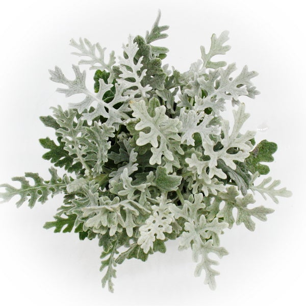 Senecio maritima Silberblatt Dekorative Pflanze mit silbrigem Laub 11cm Topf Set mit 6 Pflanzen