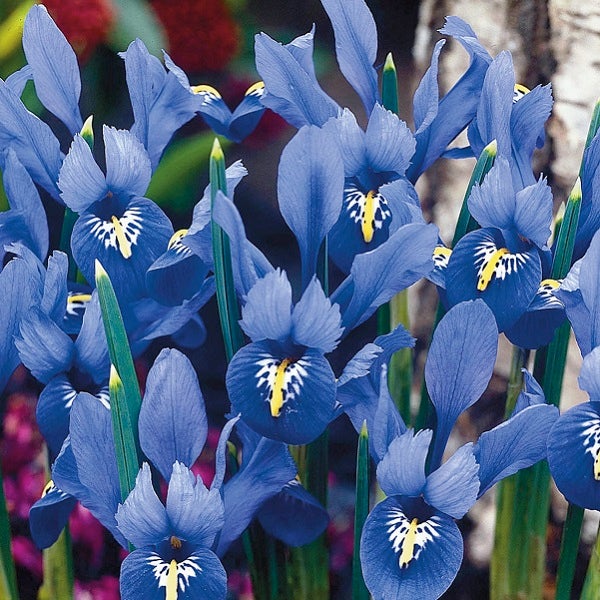 Nahaufnahme von blauen Zwerg-Irisblüten