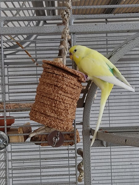 Gelber Wellensittich sitzt neben einem hängenden Vogelspielzeug aus Korkscheiben in einem Metallkäfig.