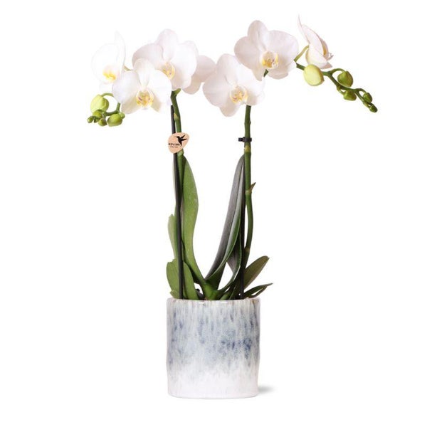 Kolibri Orchids weiße Phalaenopsis Orchidee Amabilis + Sky Topf Topfgröße 9cm 40cm hoch blühende Zimmerpflanze