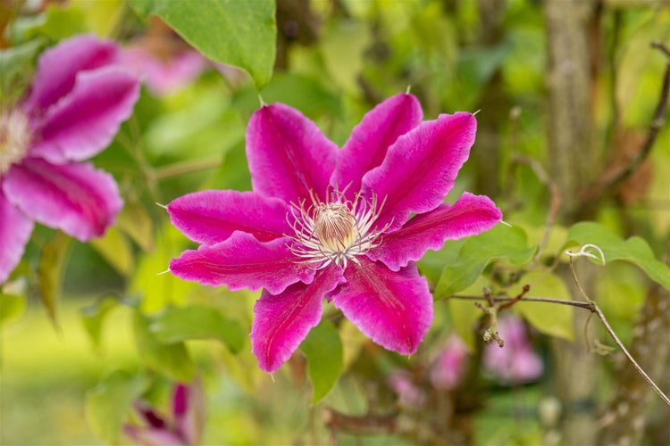 Clematis Hybride 'Dr. Ruppel', großblumig, rosa-weiß, 60–100 cm