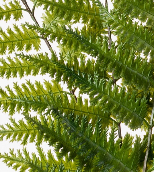 Nahaufnahme eines grünen Farnblattes mit detaillierter Blattstruktur.