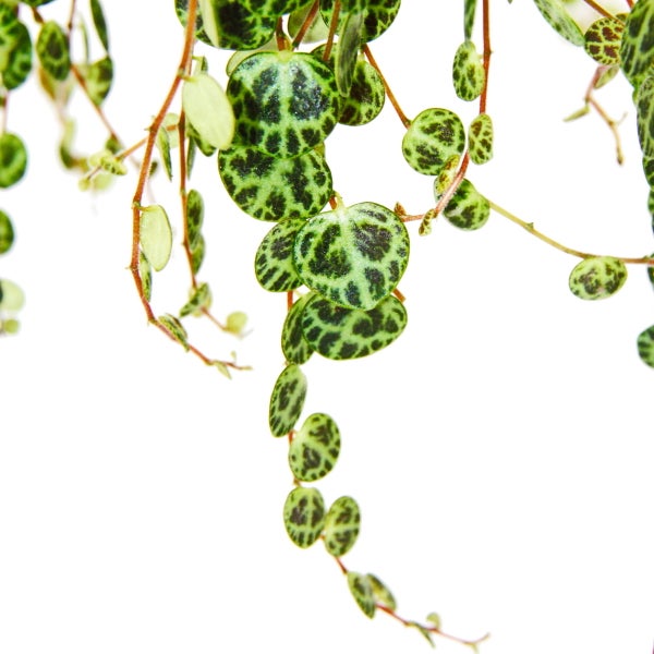 Nahaufnahme einer Peperomia prostrata mit runden Blättern mit Schildkrötenpanzer Muster an rötlichen Stielen.