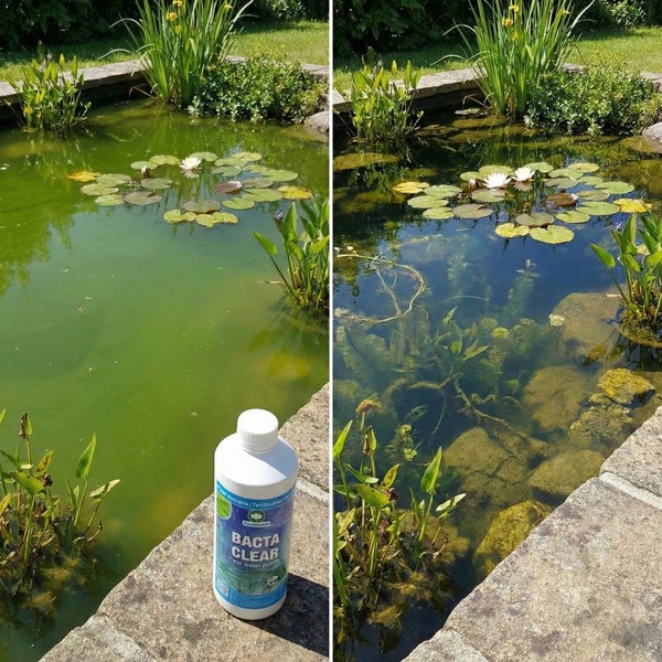 Vorher-Nachher-Vergleich eines Gartenteichs mit trübem grünem Wasser und klarem Wasser nach Anwendung von Bacta Clear Teichreiniger.