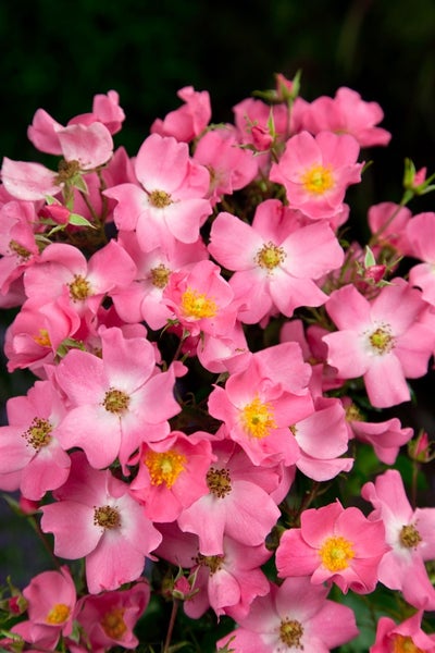 Rosa 'Fortuna', Rose, pink, 5-7,5 Liter Container