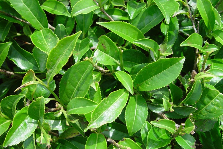 SAFLAX Garden to go - Echter Teestrauch - Camellia sinensis - 6 Samen - Mit Topf, Klima - Deckel und Anzuchtsubstrat