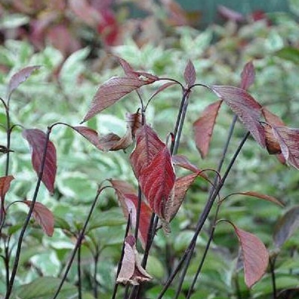 Hartriegel Cornus alba mit dunkelroten Blättern und dunklen Zweigen im Garten.
