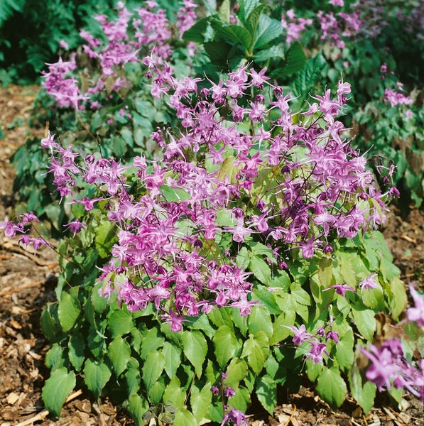 Epimedium grandiflorum 'Lilafee', Elfenblume, lila, ca. 9x9 cm Topf