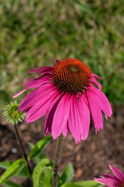 Echinacea purpurea 'Kim's Knee High', Sonnenhut, rosa, ca. 11x11 cm Topf
