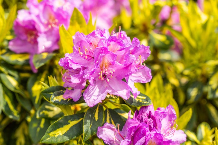 Rhododendron Hybr. 'Goldflimmer', gelb-grün panaschiert, 40–50 cm