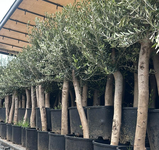 Mehrere Olivenbäume in schwarzen Pflanzgefäßen.