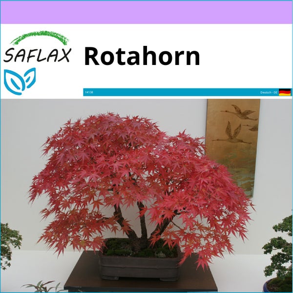 SAFLAX  - Rotahorn - Acer rubrum - 20 Samen