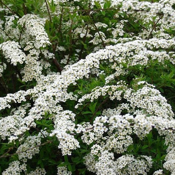 Blühender Spierstrauch mit weißen Blüten