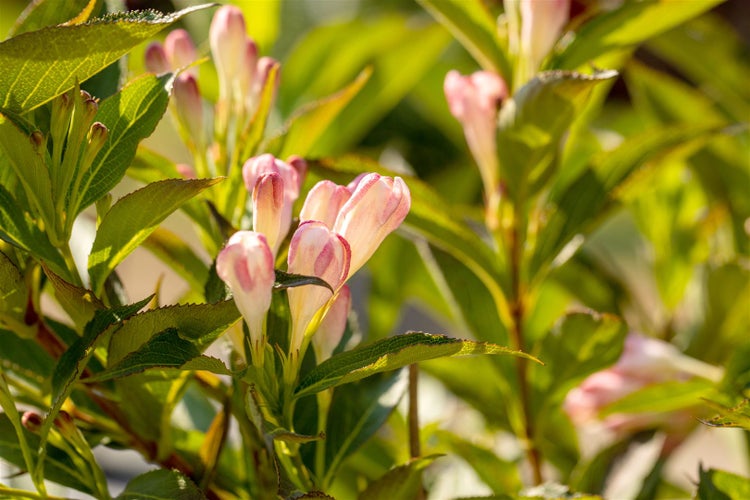 Weigela 'All Summer Peach', Weigelie, pfirsichfarben, 30–40 cm