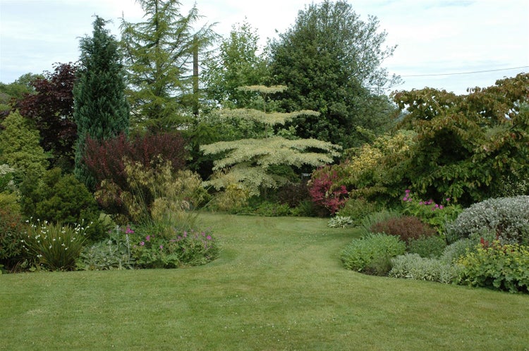Cornus controversa 'Variegata', Etagen-Hartriegel, grün-weiß, 80–100 cm