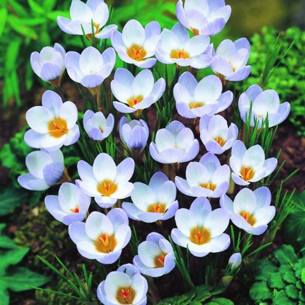Nahaufnahme von blasslila Krokussen im Gartenbeet