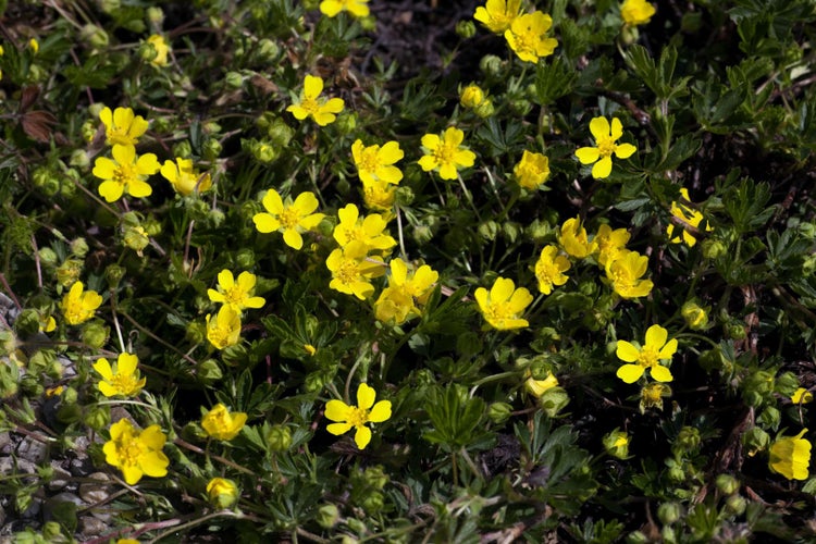 Potentilla neumanniana, Fingerkraut, gelb, ca. 9x9 cm Topf