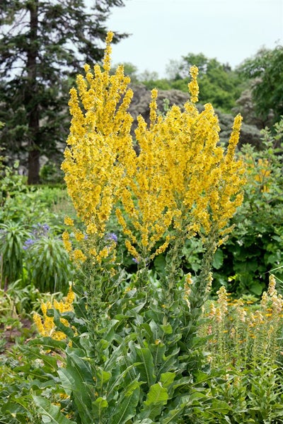 Gelbe Königskerze im Gartenbeet
