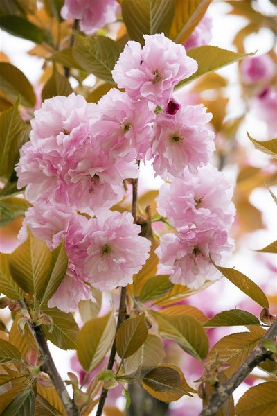 Prunus serrulata 'Kanzan', Japanische Blütenkirsche, rosa, 125 cm Stammhöhe