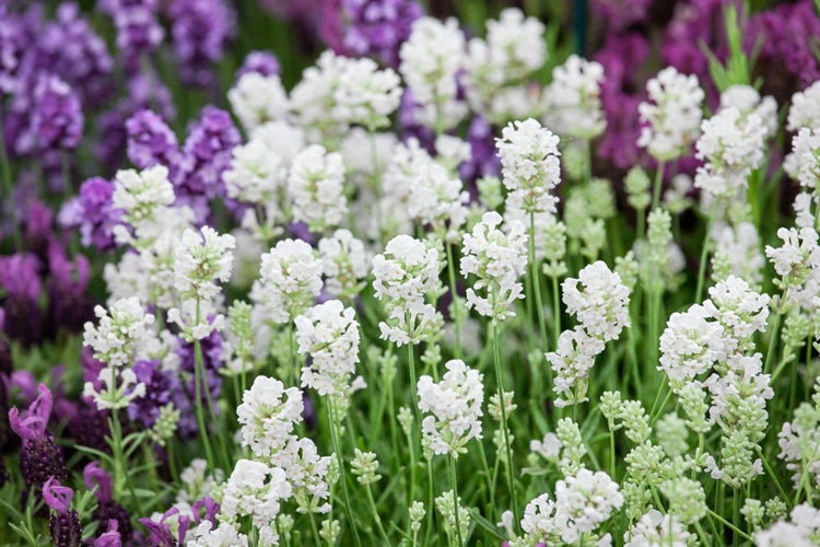 Lavandula angustifolia 'Arctic Snow', Lavendel, weiß, ca. 9x9 cm Topf