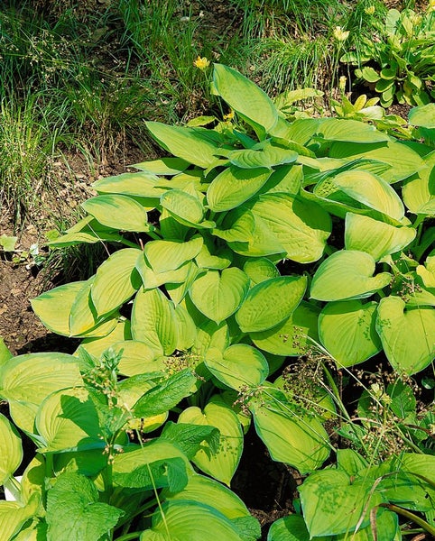 Hosta x fortunei 'Gold Standard', Funkie, gelb-grün, ca. 11x11 cm Topf