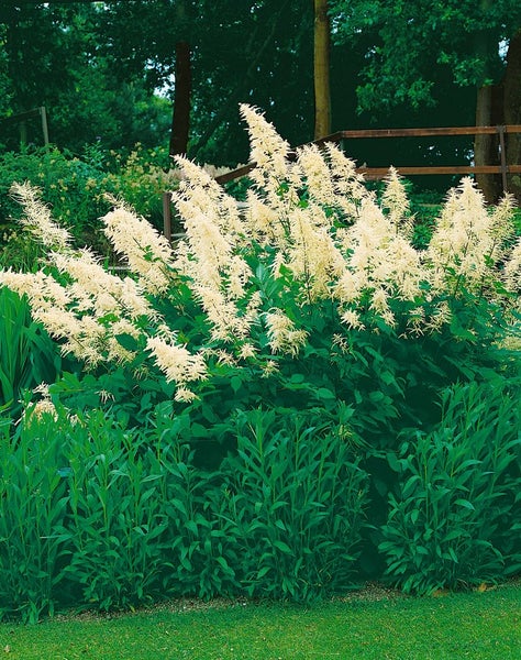 Aruncus sinensis 'Zweiweltenkind', Geißbart, ca. 9x9 cm Topf