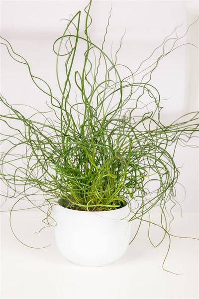 Juncus effusus 'Spiralis', Korkenzieherbinse, ca. 9x9 cm Topf