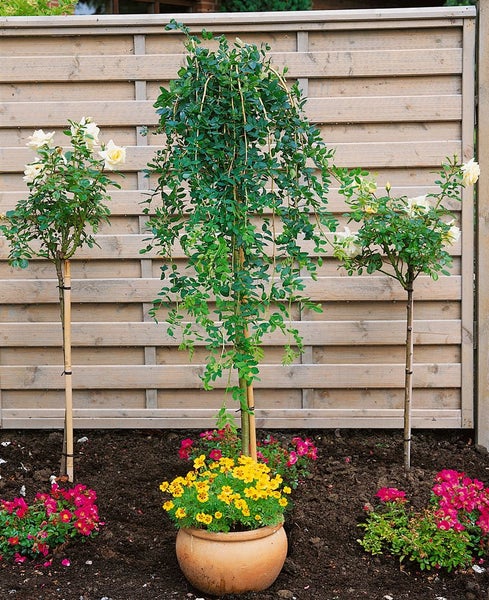 Caragana arborescens 'Pendula', Hänge-Erbsenstrauch, 125 cm Stammhöhe