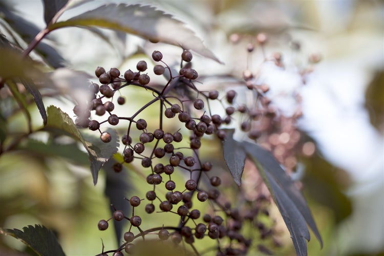 Sambucus nigra 'Black Lace', Schwarzer Holunder, dunkelrot, 80–100 cm