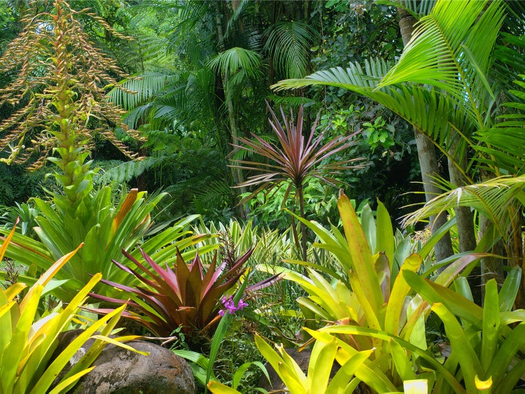 Üppiger tropischer Garten mit Bromelien und Palmen