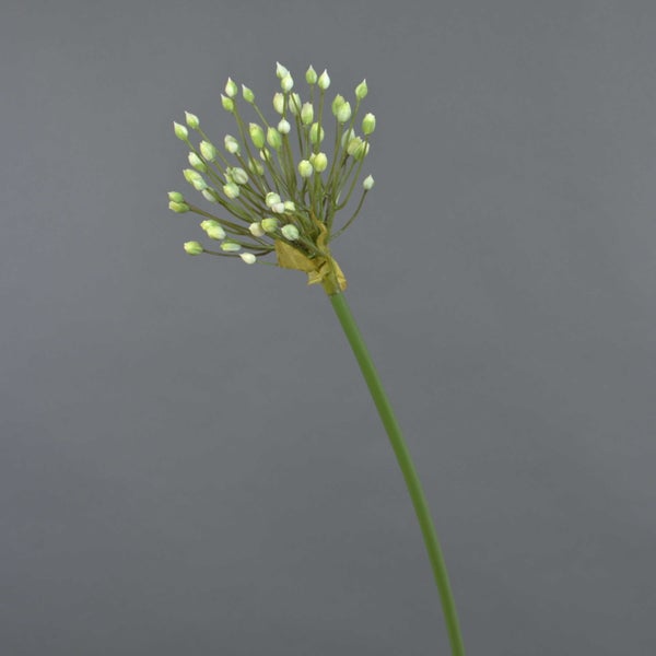 Künstliche Allium-Blume mit grünem Stiel und weißen Blütenknospen.