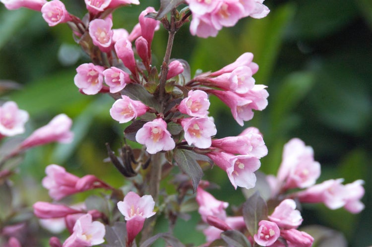 Weigela florida 'Nana Purpurea', Weigelie, purpurrot, 40–60 cm