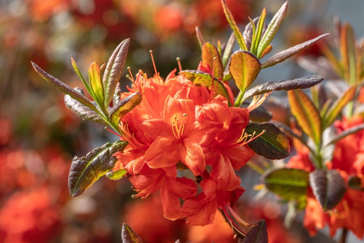 Rhododendron luteum 'Fireball', gelb-orange, 40–50 cm