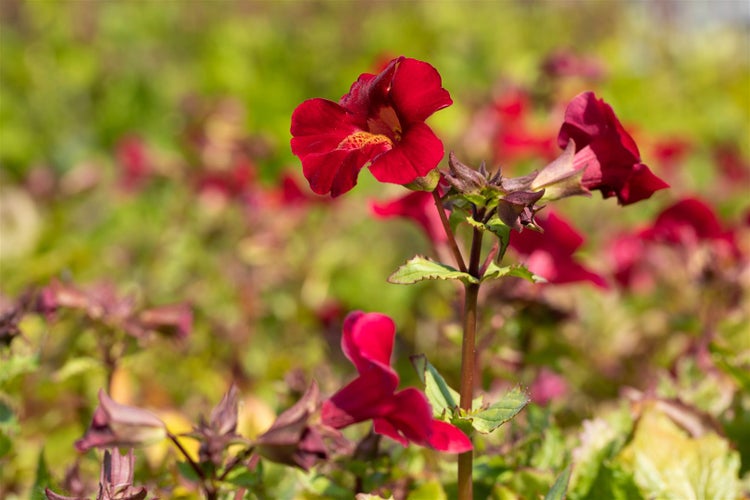 Mimulus cupreus 'Roter Kaiser', Gauklerblume, rot, ca. 9x9 cm Topf