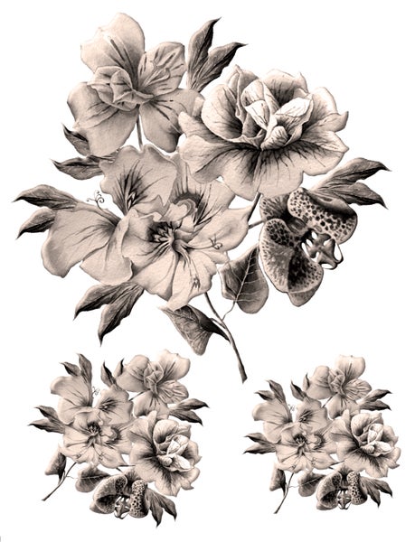 Illustration von Blumenarrangements