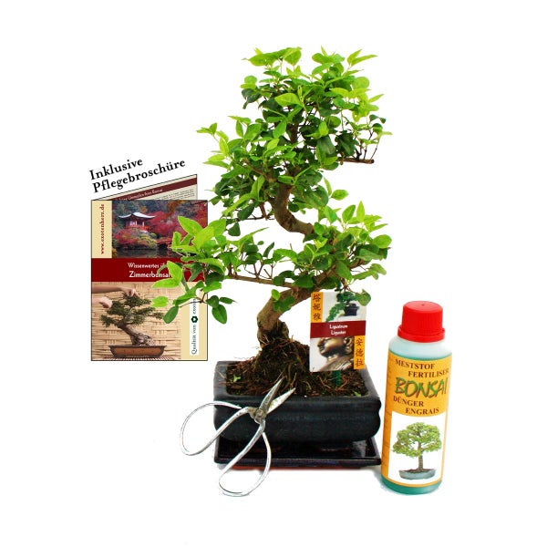 Geschenkset Bonsai Ligustrum - Chinesischer Liguster - ca. 6 Jahre alt - Anfänger-Set