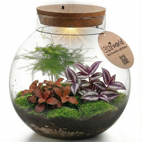 Ecoworld Flaschengarten in runder Glasvase mit verschiedenen Zimmerpflanzen, Moos und Korkdeckel inklusive LED Beleuchtung.