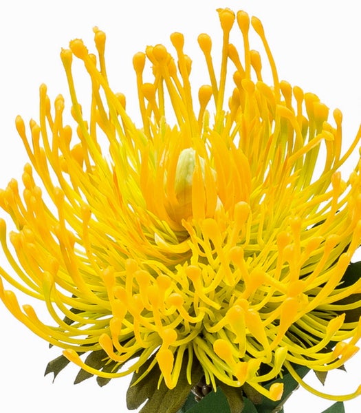 Künstliche Leucospermum-Blume in Gelb mit grünem Stiel und Blättern für die Dekoration.