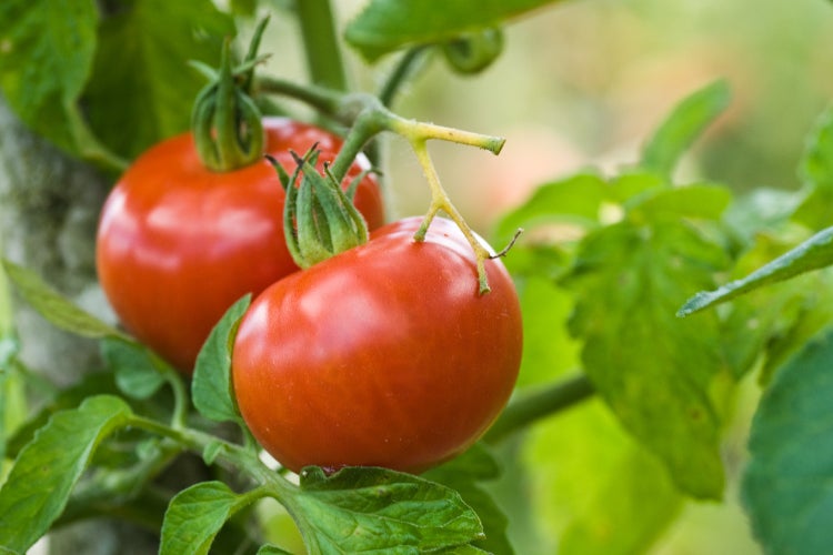 SAFLAX Garden to go - BIO - Tomate - Berner Rose - Solanum lycopersicum - 10 Samen - Mit Topf, Klima - Deckel und Anzuchtsubstrat