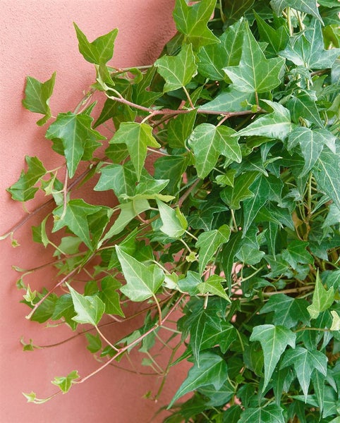 Hedera helix 'Green Ripple', Efeu, grün, ca. 9x9 cm Topf