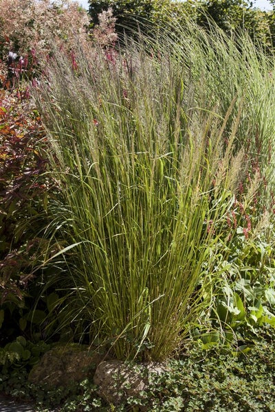 Calamagrostis brachytricha, Diamantgras, 3-5 Liter Container
