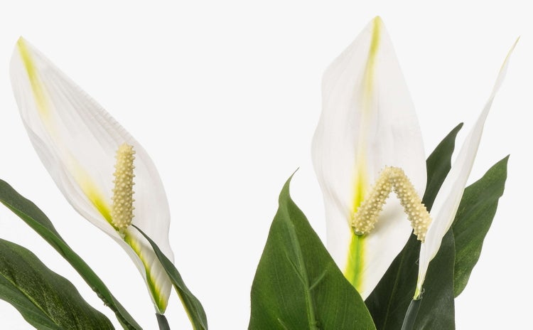 Künstliches Einblatt RANIESO, Dekotopf, Blüten, weiß, 55cm - Kunst Spathiphyllum