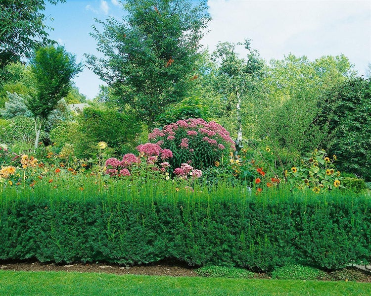 Dichte grüne Hecke vor einem bunten Blumenbeet mit Stauden und Sonnenblumen sowie verschiedenen Laubbäumen im Hintergrund eines Gartens.