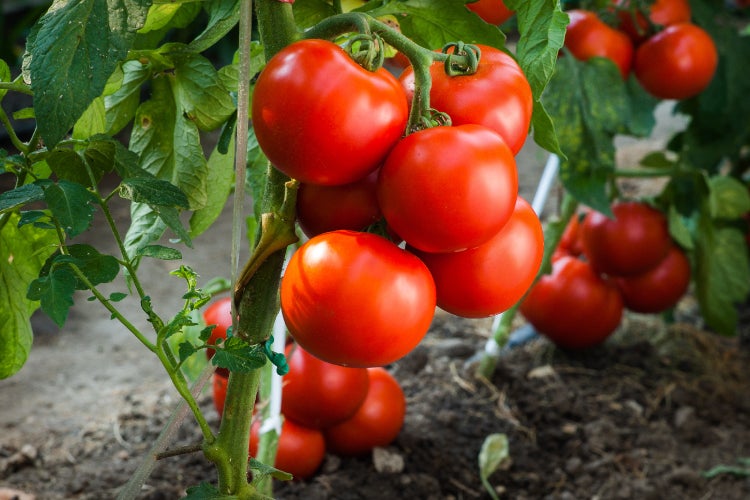 SAFLAX Garden to go - BIO - Tomate - Berner Rose - Solanum lycopersicum - 10 Samen - Mit Topf, Klima - Deckel und Anzuchtsubstrat