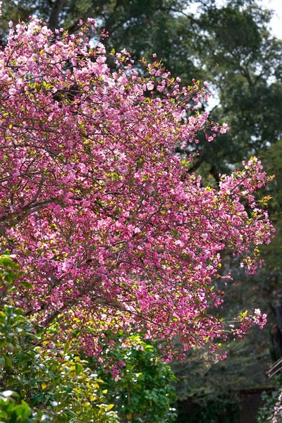Blühender Zierapfelbaum mit zahlreichen Blüten im Garten