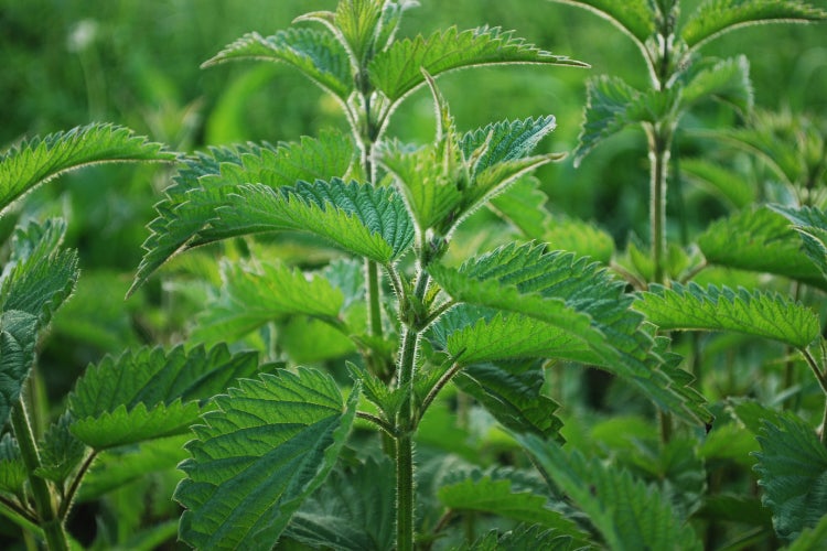 SAFLAX Garden to go - BIO - Brennnessel - Urtica dioica - 2000 Samen - Mit Topf, Klima - Deckel und Anzuchtsubstrat