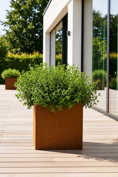 Quadratischer Pflanzkübel in Edelrost-Optik mit grüner Pflanze auf einer Holzterrasse vor einem modernen Haus.