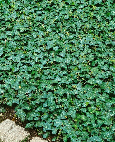 Hedera helix 'Plattensee', Efeu, immergrün, ca. 9x9 cm Topf