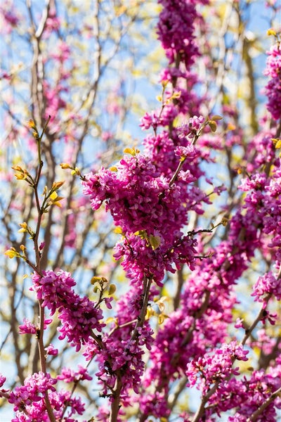 Cercis chinensis 'Avondale', Judasbaum, purpurrosa, 40–60 cm